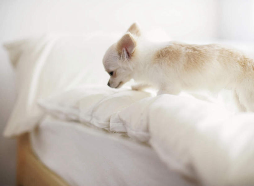 无人,站,横图,室内,白天,侧面,床,靠垫,卧室,宠物,狗,朦胧,模糊,墙,床单,靠枕,吉娃娃,注视,被子,墙壁,墙面,一只,白色,动物,垫子,枕头,低头,观察,看,站着,可爱,单人床,观看,寻找,察看,被单,关注,寻觅,忠诚,芝娃娃,奇娃娃,吉娃娃犬,齐花花,探求,犬,站立,半身,彩图,睡房,卧房