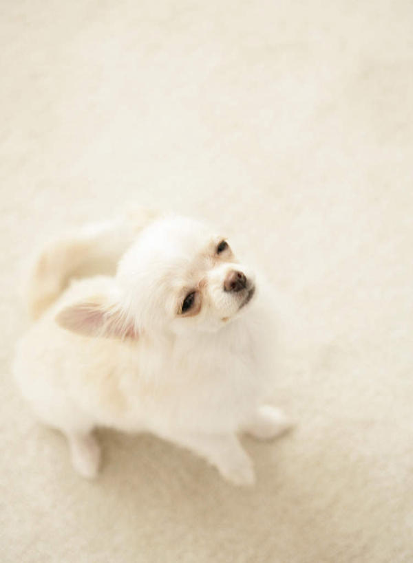 无人,坐,闭眼,竖图,俯视,室内,白天,宠物,狗,吉娃娃,一只,动物,可爱,忠诚,芝娃娃,奇娃娃,吉娃娃犬,齐花花,犬,闭眼睛,闭着眼,闭着眼睛,抬头,仰头,坐着,彩图,高角度拍摄,全身