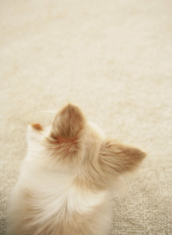 头,无人,竖图,俯视,室内,特写,白天,宠物,狗,吉娃娃,一只,动物,趴着,可爱,忠诚,芝娃娃,奇娃娃,吉娃娃犬,齐花花,头部,犬,趴,半身,彩图,高角度拍摄