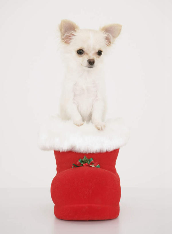 无人,坐,竖图,室内,白天,白色背景,正面,宠物,狗,圣诞节,节日,庆祝,吉娃娃,注视,文化,圣诞袜,一只,红色,动物,观察,看,庆典,可爱,摄影,影棚,观看,纪念,察看,关注,忠诚,芝娃娃,奇娃娃,吉娃娃犬,齐花花,犬,坐着,彩图,全身,影棚拍摄,拍摄