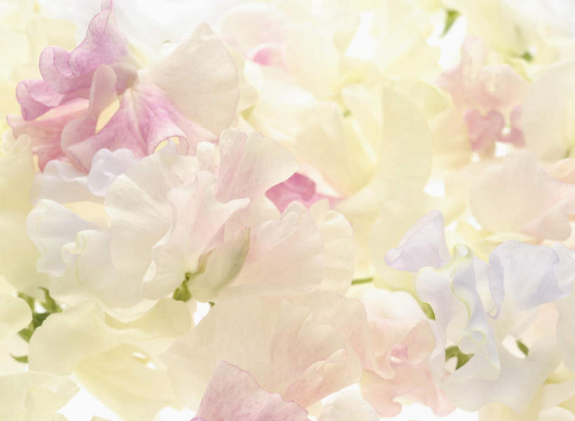 无人,横图,俯视,室内,特写,白天,白色背景,阴影,朦胧,模糊,盛开,反射,影子,香豌豆,花蕾,花,花瓣,花朵,鲜花,粉色,白色,花苞,花蕊,摄影,影棚,豌豆花,腐香豌豆,花豌豆,彩图,高角度拍摄,影棚拍摄,拍摄