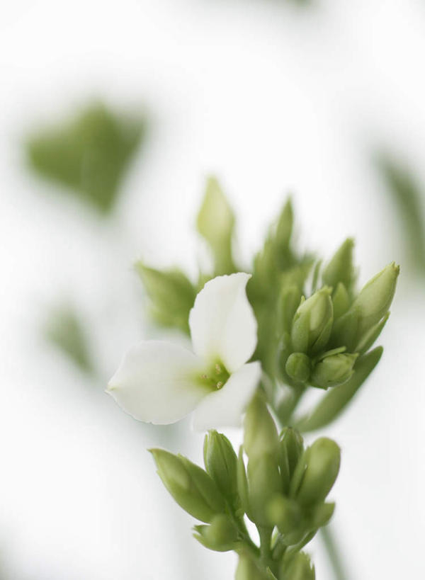 无人,竖图,俯视,室内,特写,白天,白色背景,阴影,朦胧,模糊,盛开,反射,影子,花蕾,花,花瓣,花朵,鲜花,花苞,花蕊,摄影,影棚,虎眼万年青,海葱,葫芦兰,鸟乳花,玻璃球花,彩图,高角度拍摄,影棚拍摄,拍摄