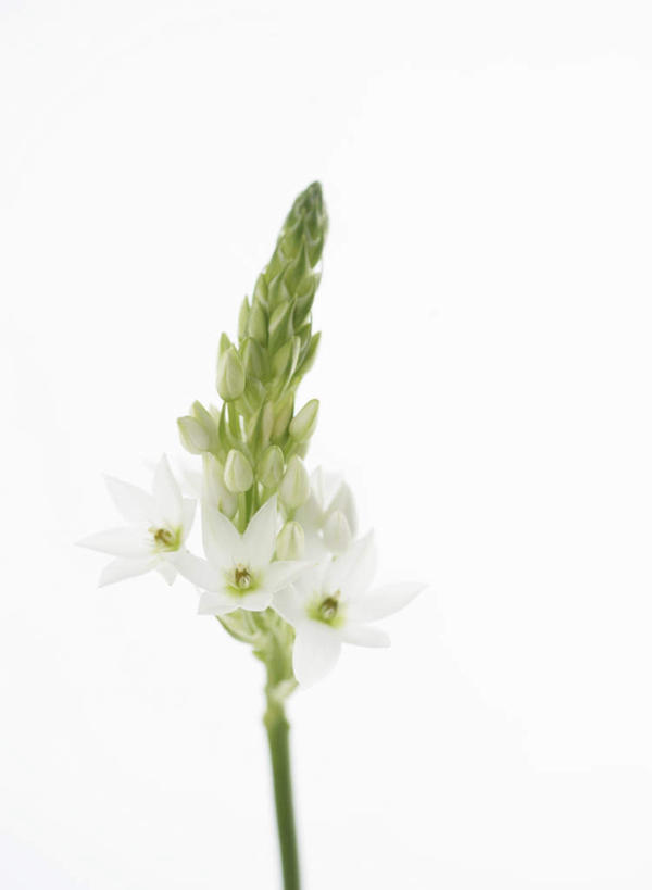 无人,竖图,俯视,室内,特写,白天,白色背景,阴影,朦胧,模糊,盛开,反射,影子,花蕾,花,花瓣,花朵,鲜花,花苞,花蕊,摄影,影棚,虎眼万年青,海葱,葫芦兰,鸟乳花,玻璃球花,彩图,高角度拍摄,影棚拍摄,拍摄