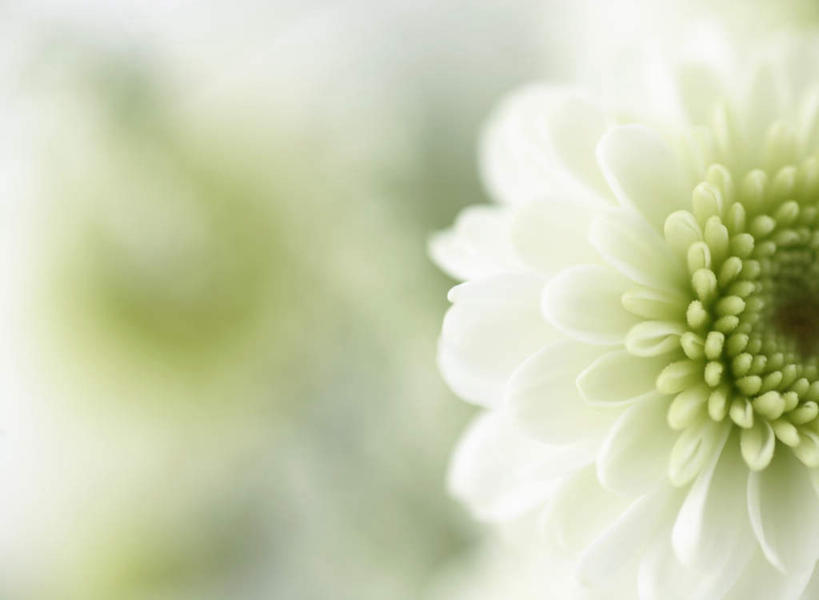 无人,横图,俯视,室内,特写,白天,阴影,朦胧,模糊,盛开,反射,影子,大丽花,花蕾,花,花瓣,花朵,鲜花,白色,花苞,花蕊,菊花,大理花,大丽菊,富丽,大方,彩图,高角度拍摄