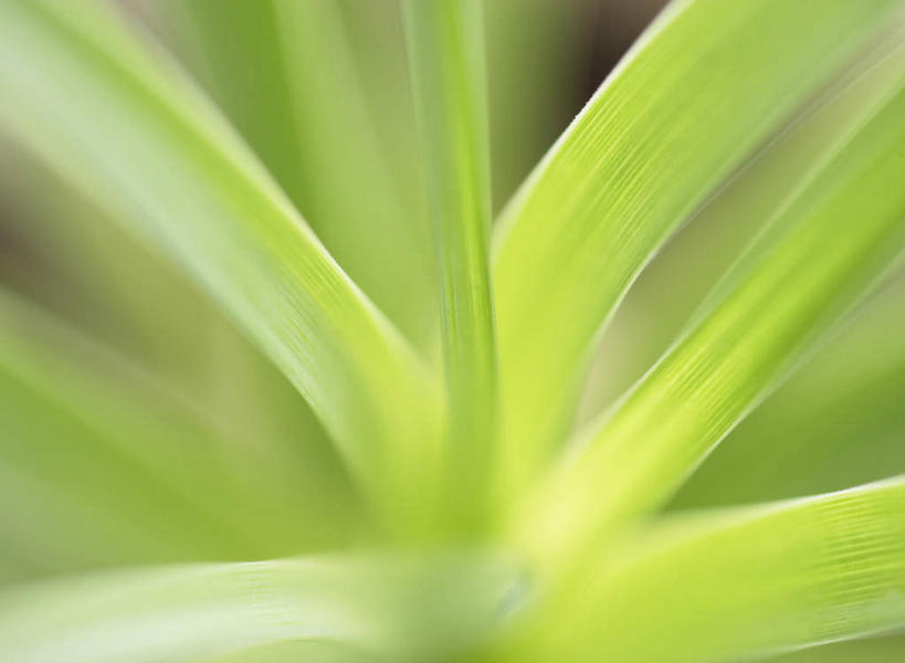 无人,横图,俯视,室内,特写,白天,植物,叶子,阴影,朦胧,模糊,反射,纹路,纹理,影子,绿叶,绿色,嫩叶,肌理,叶,叶片,叶脉,彩图,高角度拍摄