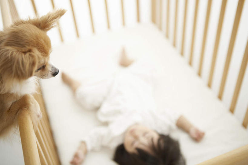 东方人,儿童,一个人,栏杆,躺,闭眼,睡,横图,俯视,室内,白天,纯洁,安全,床,卧室,宠物,狗,亚洲,仅一个女性,仅一个人,服装,朦胧,模糊,围栏,吉娃娃,黄种人,护栏,一只,小孩,衣服,动物,仅一个小孩,舒服,可爱,童年,童趣,服饰,单人床,婴儿用品,婴儿床,保护,舒适,衣着,穿着,童真,烂漫,无邪,忠诚,芝娃娃,奇娃娃,吉娃娃犬,齐花花,衣饰,卧着,天真,女孩,女人,女性,亚洲人,孩子,犬,闭眼睛,闭着眼,闭着眼睛,困,困觉,寝息,睡觉,躺着,卧,半身,彩图,高角度拍摄,睡房,卧房,女生