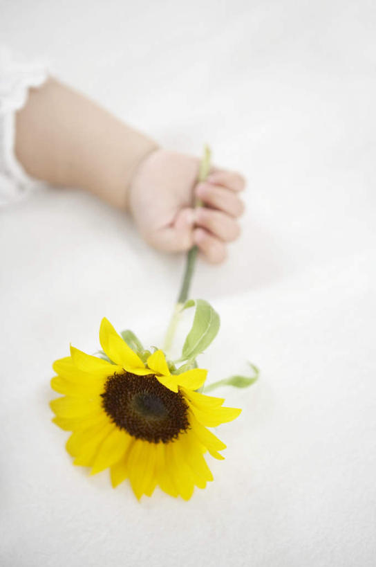 东方人,儿童,手,一个人,竖图,俯视,室内,特写,白天,爱情,幸福,纯洁,安全,太阳,床,卧室,向日葵,亚洲,仅一个女性,仅一个人,握,盛开,花蕾,黄种人,花,花瓣,花朵,鲜花,一朵,小孩,黄色,花苞,花蕊,仅一个小孩,舒服,手部,可爱,童年,童趣,握着,单人床,婴儿用品,婴儿床,保护,单手,舒适,光辉,童真,烂漫,无邪,沉默,忠诚,勇敢,投缘,爱慕,高傲,天真,朝阳花,葵花,望日莲,向阳花,转日莲,女孩,女人,女性,亚洲人,孩子,半身,彩图,高角度拍摄,睡房,卧房,女生