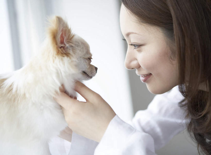 东方人,一个人,坐,笑,摸,微笑,露齿笑,横图,室内,白天,侧面,窗户,宠物,狗,亚洲,仅一个年轻女性,仅一个女性,仅一个人,抚摸,服装,朦胧,模糊,墙,吉娃娃,注视,休闲装,黄种人,玻璃窗,相视,墙壁,墙面,一只,衣服,白色,动物,观察,看,休闲,面对面,休闲服,可爱,服饰,观看,对视,察看,互视,关注,相对,忠诚,芝娃娃,奇娃娃,相看,吉娃娃犬,齐花花,年轻女性,女人,女性,亚洲人,犬,触摸,接触,坐着,半身,彩图