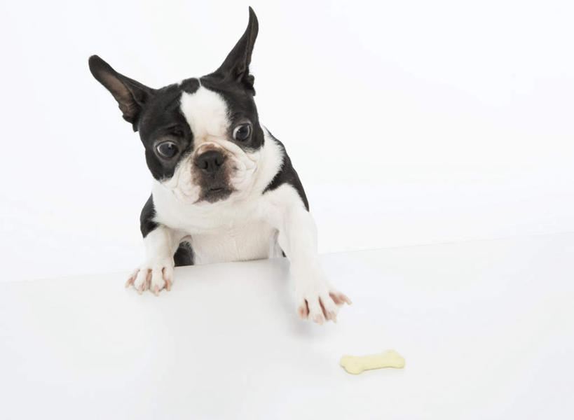 点心,无人,横图,俯视,室内,特写,白天,白色背景,宠物,狗,握,斗牛犬,食品,拿,拿着,注视,食物,一只,白色,黑色,动物,饼干,零食,观察,看,可爱,握着,摄影,影棚,观看,察看,关注,牛头犬,忠诚,英国斗牛犬,斗牛狗,老虎狗,英国老虎犬,犬,半身,彩图,高角度拍摄,影棚拍摄,拍摄