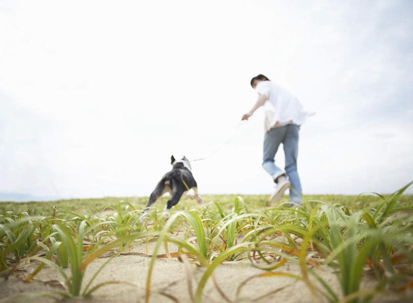东方人,一个人,跑,横图,室外,白天,仰视,锻炼,运动,草地,草坪,植物,宠物,狗,亚洲,仅一个男性,仅一个人,阴影,服装,光线,斗牛犬,影子,云,云朵,云彩,扭头,休闲装,黄种人,草,仅一个年轻男性,一只,衣服,蓝色,绿色,白云,蓝天,天空,阳光,动物,天,转头,休闲,休闲服,可爱,服饰,晴朗,牛头犬,忠诚,英国斗牛犬,斗牛狗,老虎狗,英国老虎犬,体育,男人,男性,年轻男性,亚洲人,晴空,犬,跑步,彩图,低角度拍摄,全身,健身
