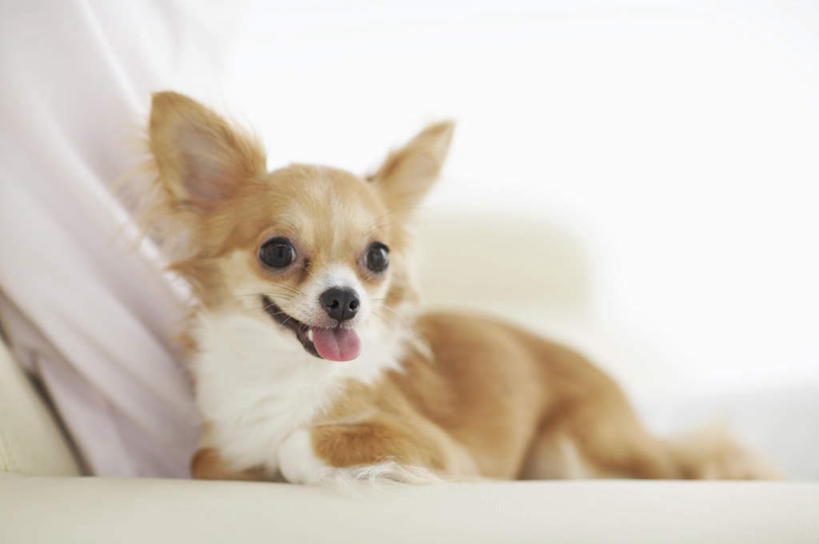 东方人,一个人,客厅,坐,横图,室内,白天,侧面,靠垫,沙发,宠物,狗,亚洲,仅一个男性,仅一个人,服装,靠枕,吉娃娃,休闲装,黄种人,仅一个年轻男性,一只,衣服,动物,垫子,枕头,靠,靠着,倚靠,休闲,休闲服,可爱,服饰,起居室,倚着,布艺沙发,忠诚,芝娃娃,奇娃娃,吉娃娃犬,齐花花,客堂,男人,男性,年轻男性,亚洲人,犬,坐着,半身,彩图