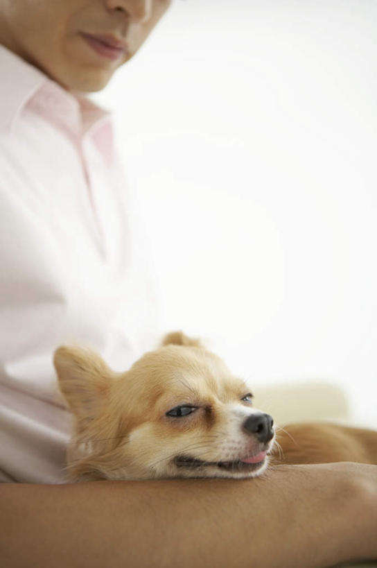 东方人,一个人,客厅,坐,竖图,室内,白天,侧面,靠垫,沙发,宠物,狗,亚洲,仅一个男性,仅一个人,服装,靠枕,吉娃娃,休闲装,黄种人,仅一个年轻男性,一只,衣服,动物,垫子,枕头,靠,靠着,倚靠,休闲,休闲服,可爱,服饰,起居室,倚着,布艺沙发,忠诚,芝娃娃,奇娃娃,吉娃娃犬,齐花花,客堂,男人,男性,年轻男性,亚洲人,犬,坐着,半身,彩图