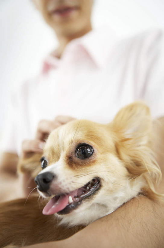 东方人,一个人,客厅,坐,摸,竖图,室内,白天,仰视,靠垫,沙发,宠物,狗,亚洲,仅一个男性,仅一个人,抚摸,服装,朦胧,模糊,靠枕,吉娃娃,休闲装,黄种人,仅一个年轻男性,一只,衣服,动物,垫子,枕头,休闲,休闲服,可爱,服饰,起居室,布艺沙发,忠诚,芝娃娃,奇娃娃,吉娃娃犬,齐花花,客堂,男人,男性,年轻男性,亚洲人,犬,触摸,接触,坐着,半身,彩图,低角度拍摄