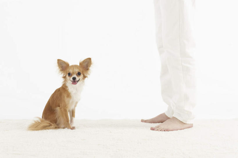 东方人,腿部,脚,脚趾,脚趾甲,腿,一个人,站,横图,室内,白天,侧面,宠物,狗,亚洲,仅一个男性,仅一个人,阴影,裤子,反射,影子,吉娃娃,黄种人,光脚,仅一个年轻男性,一只,动物,站着,赤脚,可爱,摄影,影棚,忠诚,芝娃娃,奇娃娃,吉娃娃犬,齐花花,男人,男性,年轻男性,亚洲人,脚指甲,犬,站立,半身,彩图,影棚拍摄,拍摄