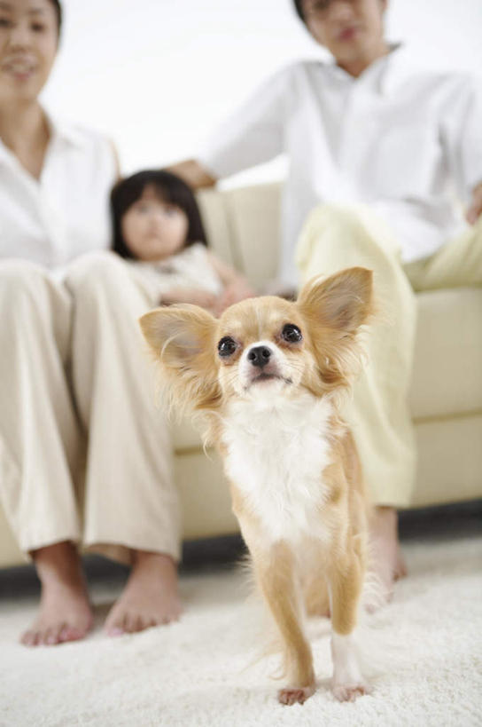 东方人,儿童,三个人,家庭,夫妻,母亲,父亲,女儿,客厅,坐,抱,竖图,室内,白天,白色背景,正面,爱情,纯洁,地毯,沙发,宠物,狗,亚洲,服装,装饰,编织,手工艺品,织物,浪漫,注视,休闲装,黄种人,蝶耳犬,蝴蝶犬,一只,小孩,衣服,动物,工艺品,观察,看,休闲,温暖,温馨,父女,母女,三口之家,一家人,休闲服,恩爱,父爱,可爱,母爱,童年,童趣,恋人,摄影,服饰,影棚,抱着,观看,华丽,修饰,点缀,和睦,察看,起居室,搂着,关注,布艺沙发,童真,烂漫,无邪,忠诚,巴比伦犬,衬托,美观,雅致,雅观,客堂,天真,男人,男性,年轻男性,年轻女性,女孩,女人,女性,亚洲人,孩子,年轻人,夫妇,情侣,犬,搂,搂抱,坐着,半身,彩图,影棚拍摄,拍摄,伴侣,融洽,女生