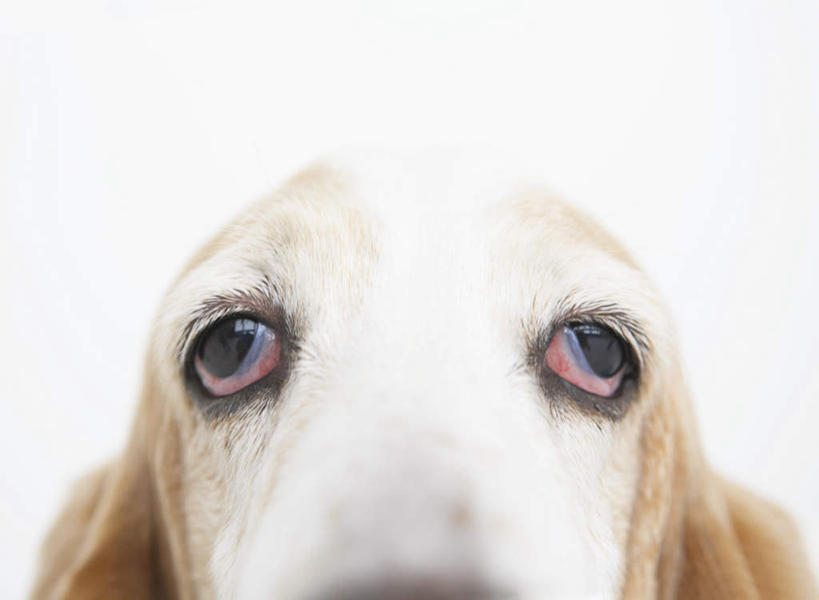 头,无人,横图,室内,特写,白天,白色背景,正面,宠物,狗,注视,巴吉度猎犬,一只,黄色,白色,动物,观察,看,可爱,摄影,影棚,观看,巴吉度,察看,关注,忠诚,法国短脚猎犬,头部,犬,半身,彩图,影棚拍摄,拍摄