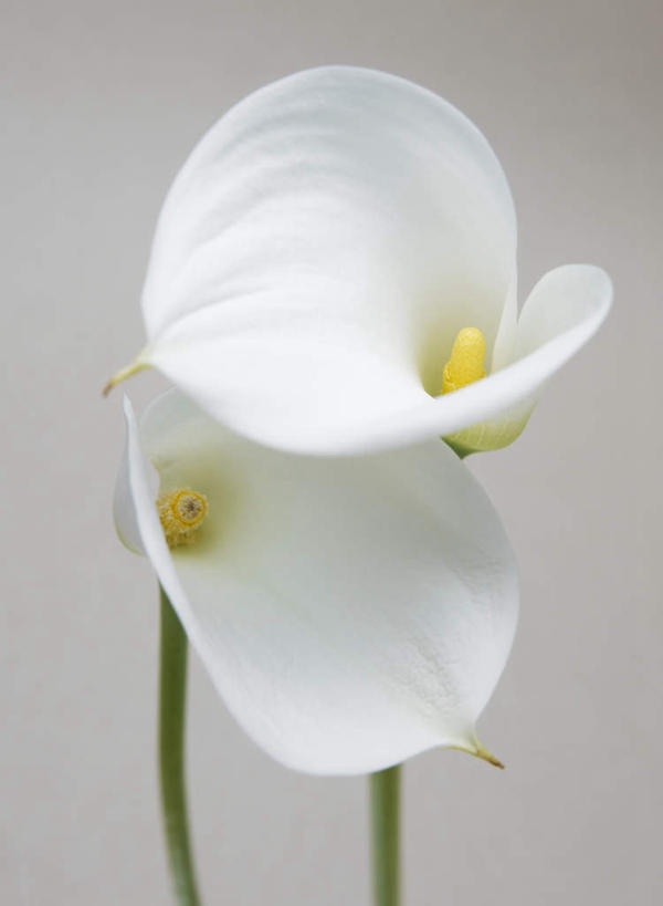 无人,竖图,室内,特写,白天,正面,纯洁,马蹄莲,灰色背景,盛开,花蕾,花,花瓣,花朵,鲜花,虔诚,两朵,白色,花苞,花蕊,摄影,影棚,希望,优雅,高贵,纯净,马蹄兰,博爱,永恒,尊贵,高洁,慈菇花,圣洁,水芋,水芋马,彩图,影棚拍摄,拍摄