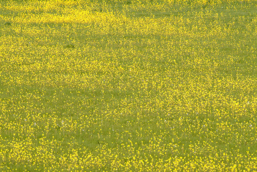 无人,农田,横图,俯视,室外,白天,旅游,度假,庄稼,农作物,花海,花圃,美景,植物,叶子,福冈县,日本,亚洲,阴影,盛开,光线,影子,景观,花蕾,娱乐,花,花瓣,花朵,花卉,鲜花,黄色,绿色,阳光,自然,花丛,花束,花田,花苞,花蕊,享受,休闲,景色,放松,自然风光,东亚,油菜,福冈,日本国,九州本岛,九州,九州岛,九州地方,油白菜,彩图,高角度拍摄,耕地,庄稼田,芸薹
