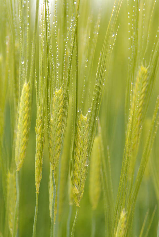 无人,农田,竖图,室外,特写,白天,正面,庄稼,农作物,小麦,美景,福冈县,日本,亚洲,朦胧,模糊,景观,谷物,自然,景色,麦子,自然风光,东亚,福冈,日本国,九州本岛,九州,九州岛,九州地方,彩图,耕地,庄稼田