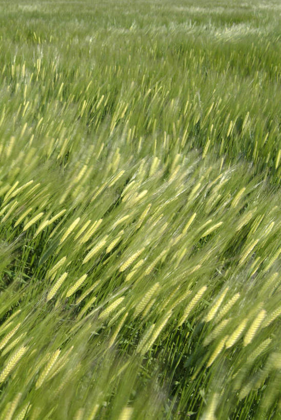 无人,农田,竖图,俯视,室外,白天,庄稼,农作物,小麦,美景,福冈县,日本,亚洲,景观,谷物,自然,景色,麦子,自然风光,东亚,福冈,日本国,九州本岛,九州,九州岛,九州地方,彩图,高角度拍摄,耕地,庄稼田