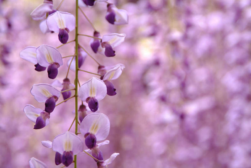 无人,横图,室外,特写,白天,正面,美景,福冈县,日本,亚洲,朦胧,模糊,盛开,景观,紫藤,花蕾,花,花瓣,花朵,鲜花,粉色,紫色,自然,花苞,花蕊,景色,自然风光,东亚,福冈,日本国,九州本岛,九州,九州岛,九州地方,朱藤,藤萝,招藤,招豆藤,彩图