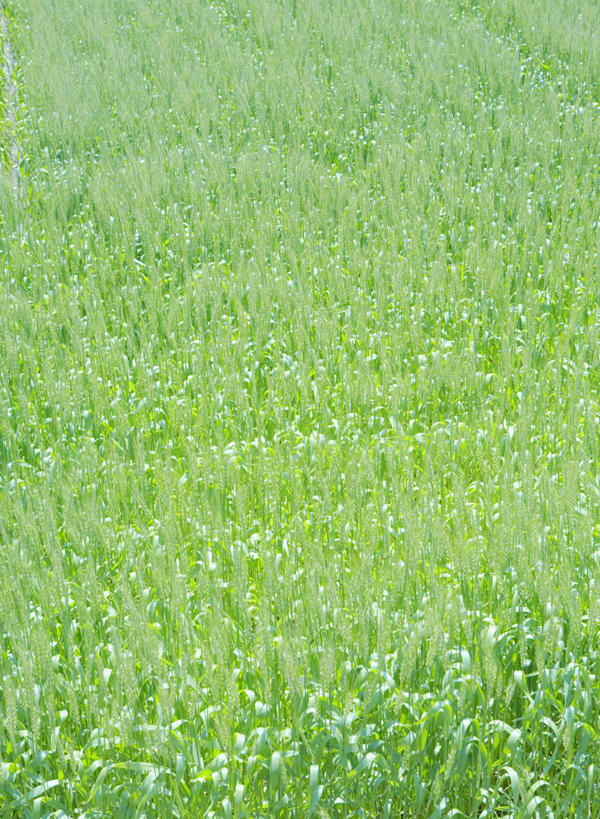 无人,竖图,俯视,室外,白天,旅游,度假,草地,草原,美景,植物,福冈县,日本,亚洲,景观,旷野,娱乐,草,绿色,自然,享受,休闲,景色,放松,自然风光,原野,东亚,福冈,日本国,九州本岛,九州,九州岛,九州地方,彩图,高角度拍摄