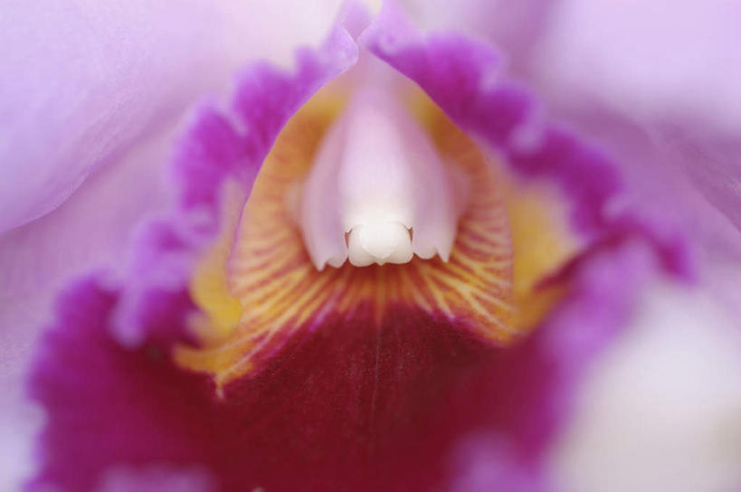 无人,横图,室外,特写,白天,正面,美景,福冈县,日本,亚洲,朦胧,模糊,盛开,景观,花蕾,花,花瓣,花朵,鲜花,黄色,紫色,自然,花苞,花蕊,景色,高雅,自然风光,东亚,福冈,日本国,九州本岛,九州,九州岛,九州地方,淡泊,花中君子,兰花,彩图