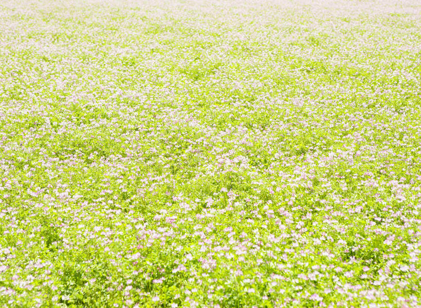无人,横图,俯视,室外,白天,旅游,度假,花海,花圃,美景,植物,叶子,福冈县,日本,亚洲,盛开,景观,花蕾,娱乐,花,花瓣,花朵,花卉,鲜花,绿色,自然,花丛,花束,花田,花苞,花蕊,享受,休闲,景色,放松,自然风光,东亚,紫云英,红花草,福冈,日本国,九州本岛,九州,九州岛,九州地方,翘摇,彩图,高角度拍摄