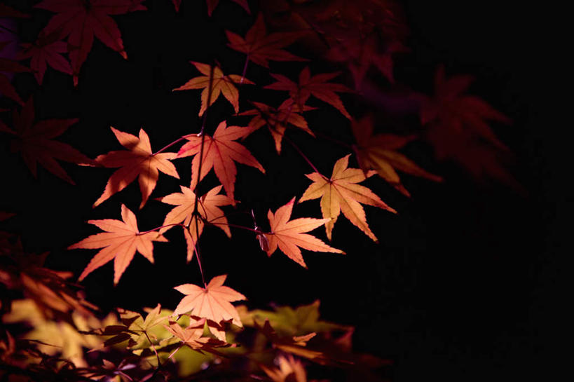 无人,横图,室外,特写,白天,正面,旅游,度假,美景,秋季,枫树,叶子,阴影,黑色背景,朦胧,模糊,反射,影子,景观,枫叶,枯叶,落叶,娱乐,黄色,红色,自然,享受,休闲,景色,放松,枫树叶,自然风光,槭树,鸡爪槭,叶,叶片,秋,秋天,鸡爪枫,彩图