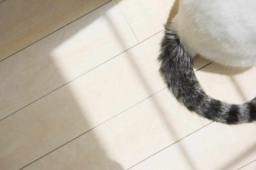 无人,坐,横图,俯视,室内,特写,白天,地板,宠物,猫,阴影,光线,尾巴,影子,地面,木地板,一只,阳光,动物,可爱,猫咪,坐着,半身,彩图,高角度拍摄