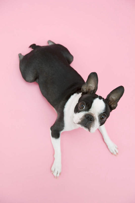 无人,竖图,俯视,室内,白天,宠物,狗,粉色背景,梗犬,注视,波士顿犬,一只,白色,黑色,动物,观察,看,趴着,可爱,摄影,影棚,观看,察看,关注,波士顿狗,忠诚,波士顿更,波士顿梗,波士顿梗犬,犬,趴,抬头,仰头,彩图,高角度拍摄,全身,影棚拍摄,拍摄