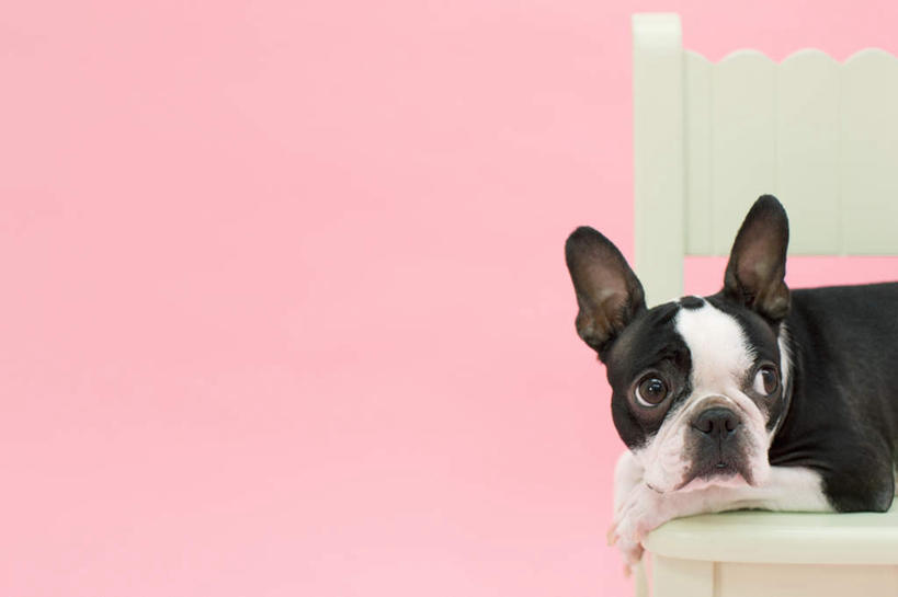 无人,横图,室内,白天,侧面,宠物,狗,椅子,一把,粉色背景,木椅,梗犬,注视,波士顿犬,一只,白色,黑色,动物,观察,看,趴着,可爱,摄影,影棚,观看,察看,关注,波士顿狗,忠诚,波士顿更,波士顿梗,波士顿梗犬,犬,趴,半身,彩图,影棚拍摄,拍摄