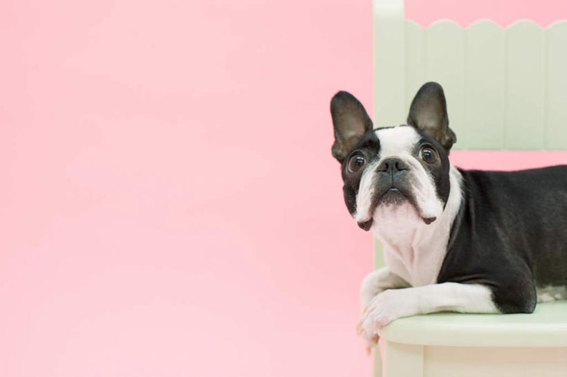 无人,横图,室内,白天,侧面,宠物,狗,椅子,一把,粉色背景,木椅,梗犬,注视,波士顿犬,一只,白色,黑色,动物,观察,看,趴着,可爱,摄影,影棚,观看,察看,关注,波士顿狗,忠诚,波士顿更,波士顿梗,波士顿梗犬,犬,趴,半身,彩图,影棚拍摄,拍摄
