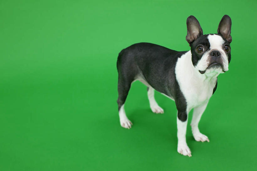 无人,站,横图,室内,白天,正面,宠物,狗,绿色背景,梗犬,注视,波士顿犬,一只,白色,黑色,动物,观察,看,站着,可爱,摄影,影棚,观看,察看,关注,波士顿狗,忠诚,波士顿更,波士顿梗,波士顿梗犬,犬,站立,彩图,全身,影棚拍摄,拍摄