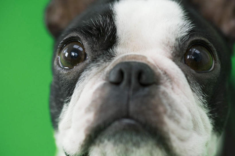 头,无人,横图,室内,特写,白天,正面,宠物,狗,绿色背景,梗犬,注视,波士顿犬,一只,白色,黑色,动物,观察,看,可爱,摄影,影棚,观看,察看,关注,波士顿狗,忠诚,波士顿更,波士顿梗,波士顿梗犬,头部,犬,半身,彩图,影棚拍摄,拍摄