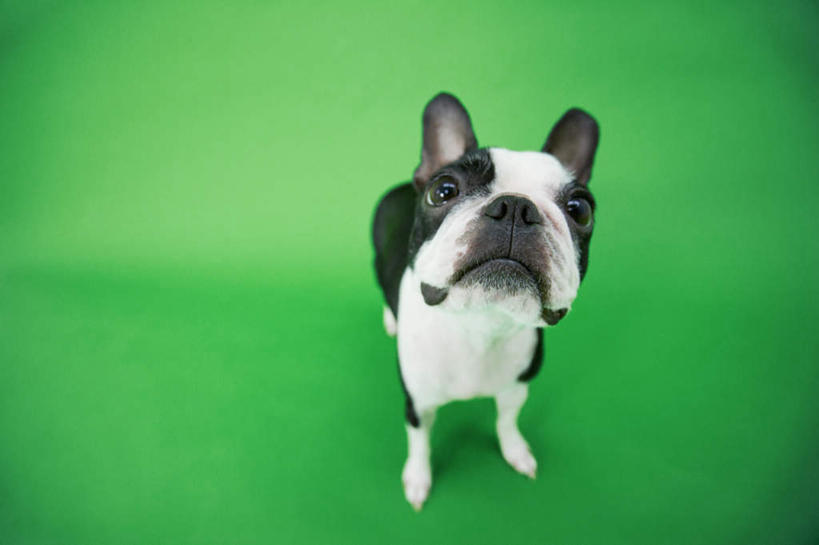 无人,站,横图,俯视,室内,白天,宠物,狗,绿色背景,梗犬,注视,波士顿犬,一只,白色,黑色,动物,观察,看,站着,可爱,摄影,影棚,观看,察看,关注,波士顿狗,忠诚,波士顿更,波士顿梗,波士顿梗犬,犬,抬头,仰头,站立,彩图,高角度拍摄,全身,影棚拍摄,拍摄