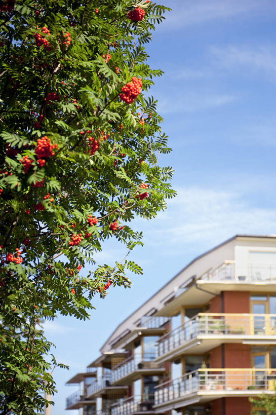 无人,家,竖图,室外,白天,仰视,旅游,度假,美景,植物,一棵,房屋,屋子,景观,云,云朵,公寓,果子,枝条,云彩,娱乐,洋房,楼房,住宅,树,树干,树木,树枝,红色,蓝色,绿色,白云,蓝天,天空,自然,天,享受,休闲,景色,放松,生长,晴朗,成长,自然风光,晴空,彩图,低角度拍摄,房子