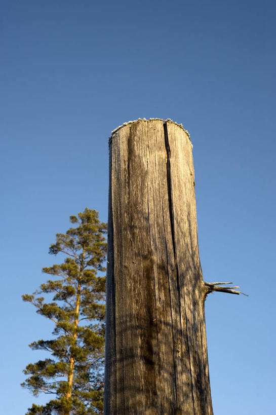 无人,竖图,室外,白天,仰视,旅游,度假,美景,瑞典,欧洲,阴影,光线,影子,景观,树桩,首都,娱乐,树,树干,蓝色,蓝天,天空,阳光,自然,天,享受,休闲,木桩,景色,放松,晴朗,斯堪的纳维亚,自然风光,北欧,斯德哥尔摩,斯堪的那维亚,斯堪的那维亚半岛,斯堪的纳维亚半岛,万里无云,首府,常绿树,瑞典王国,斯德哥尔摩省,晴空,晴空万里,针叶树,彩图,低角度拍摄,软材