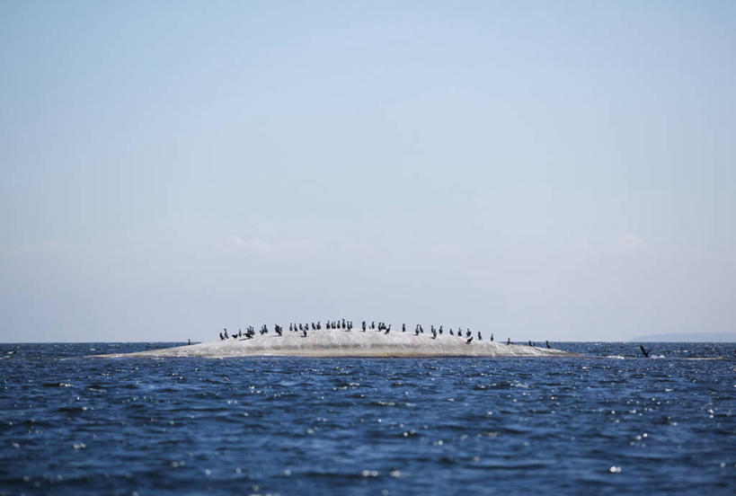 无人,站,横图,室外,白天,正面,岛屿,海浪,海洋,美景,鸟,一堆,许多,堆叠,堆积,鸬鹚,鸟类,岛,景观,浪花,水平线,辽阔,海平线,很多,注视,捕鱼,蓝色,蓝天,天空,自然,海水,天,观察,看,站着,广阔,景色,晴朗,观看,堆,一望无际,察看,关注,自然风光,海景,鱼鹰,水老鸦,万里无云,无边无际,一马平川,大海,风浪,海,海水的波动,近岸浪,列岛,群岛,涌浪,诸岛,晴空,晴空万里,站立,彩图,全身,水天相接,水天一线