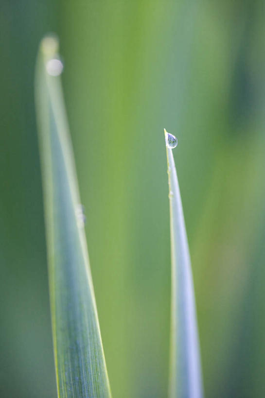 无人,竖图,俯视,室外,白天,旅游,度假,美景,露水,叶子,景观,绿叶,娱乐,绿色,自然,露珠,享受,休闲,嫩叶,景色,放松,自然风光,叶,叶片,彩图,高角度拍摄