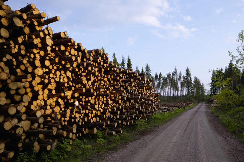 无人,横图,室外,白天,正面,旅游,度假,草地,草坪,树林,植物,道路,路,一堆,堆叠,堆积,木头,云,云朵,小路,交通,云彩,娱乐,草,树,树木,拍照,蓝色,绿色,白云,风景,蓝天,天空,自然,天,享受,休闲,景色,放松,摄影,乡间小路,生长,成长,风光,堆,笔直,景物,风物,光景,景致,彩图