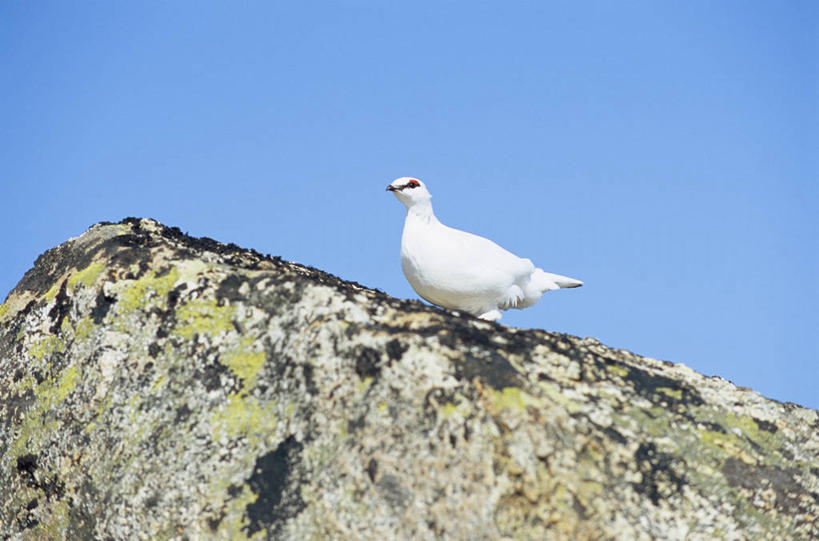 无人,站,横图,室外,特写,白天,侧面,石头,鸟,阴影,光线,鸟类,石子,影子,注视,一只,蓝色,蓝天,天空,阳光,天,观察,看,站着,晴朗,观看,察看,关注,雷鸟,柳雷鸟,万里无云,雪鸡,岩雷鸟,石块,岩石,晴空,晴空万里,松鸡,站立,彩图,全身