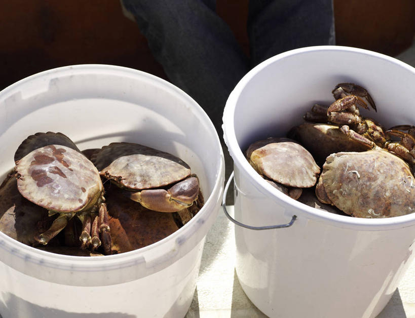 蟹,无人,横图,俯视,室外,特写,白天,一堆,许多,阴影,堆叠,堆积,光线,螃蟹,水桶,桶,影子,很多,两个,阳光,容器,储藏,堆,储存,彩图,高角度拍摄,贮存