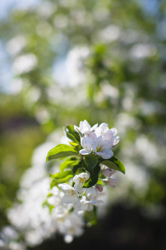 无人,竖图,俯视,室外,特写,白天,植物,阴影,朦胧,模糊,美白,盛开,光线,影子,枝条,花蕾,花,花瓣,花朵,鲜花,树,树木,树枝,阳光,花苞,花蕊,清热,清香,苹果花,陷阱,解毒,明目,虬枝,枝杈,彩图,高角度拍摄