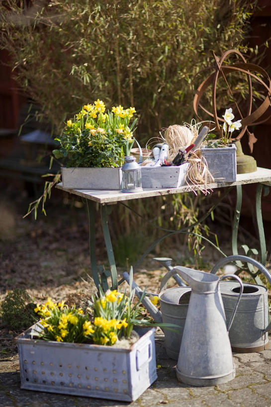 无人,竖图,室外,白天,正面,美景,植物,桌面,桌子,水仙花,花盆,阴影,盛开,光线,木制,壶,盆栽,影子,陶瓷,景观,盆景,陶瓷制品,花蕾,洒水壶,水壶,花,花瓣,花朵,鲜花,树,树木,三个,绿色,阳光,自然,木制品,容器,花苞,花蕊,景色,生长,成长,储藏,储存,自然风光,金盏银台,玉玲珑,女史花,雅蒜,天蒜,浇水壶,黄水仙,凌波仙子,水仙,天葱,五色水仙,洋水仙,彩图,贮存