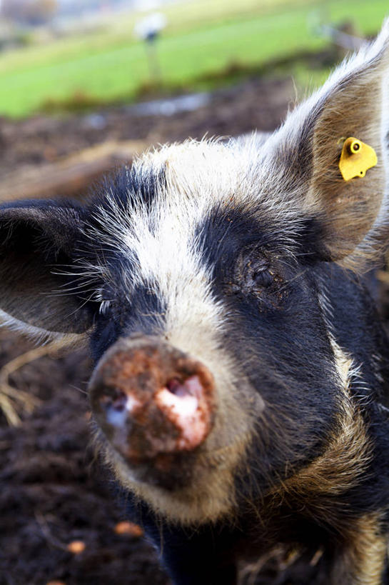 头,无人,农场,竖图,俯视,室外,特写,白天,畜牧业,牧场,草地,草坪,美景,植物,猪,瑞典,欧洲,一头,朦胧,模糊,景观,注视,草,绿色,自然,动物,观察,看,家畜,景色,牲畜,观看,察看,斯堪的纳维亚,关注,自然风光,北欧,斯堪的那维亚,斯堪的那维亚半岛,斯堪的纳维亚半岛,畜牧,牧业,瑞典王国,头部,抬头,仰头,半身,彩图,高角度拍摄,斯堪尼省