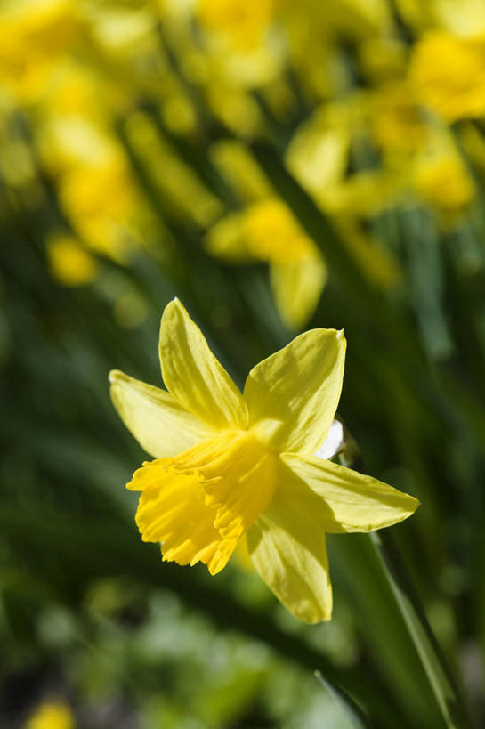 无人,竖图,俯视,室外,特写,白天,花海,花圃,美景,植物,水仙花,叶子,阴影,朦胧,模糊,盛开,光线,影子,景观,绿叶,花蕾,花,花瓣,花朵,花卉,鲜花,黄色,绿色,阳光,自然,花丛,花束,花田,花苞,花蕊,嫩叶,景色,自然风光,金盏银台,玉玲珑,女史花,雅蒜,天蒜,黄水仙,凌波仙子,水仙,天葱,五色水仙,洋水仙,叶,叶片,彩图,高角度拍摄