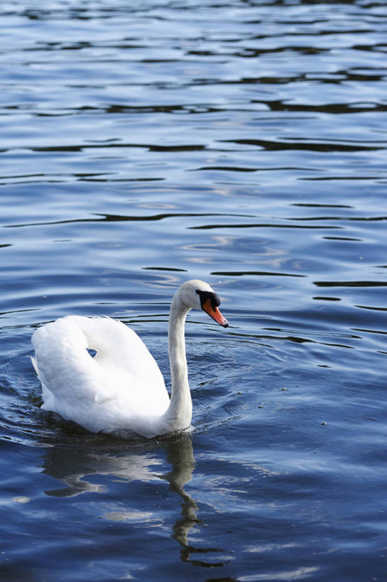 游泳,无人,竖图,俯视,室外,白天,河流,美景,水,鸟,野生动物,天鹅,瑞典,欧洲,阴影,光线,鸟类,影子,河水,景观,水流,首都,注视,一只,阳光,自然,动物,观察,看,景色,可爱,观看,察看,斯堪的纳维亚,关注,自然风光,北欧,斯德哥尔摩,斯堪的那维亚,斯堪的那维亚半岛,斯堪的纳维亚半岛,首府,泅水,瑞典王国,拍浮,斯德哥尔摩省,鹄,彩图,高角度拍摄,全身,王室狩猎场