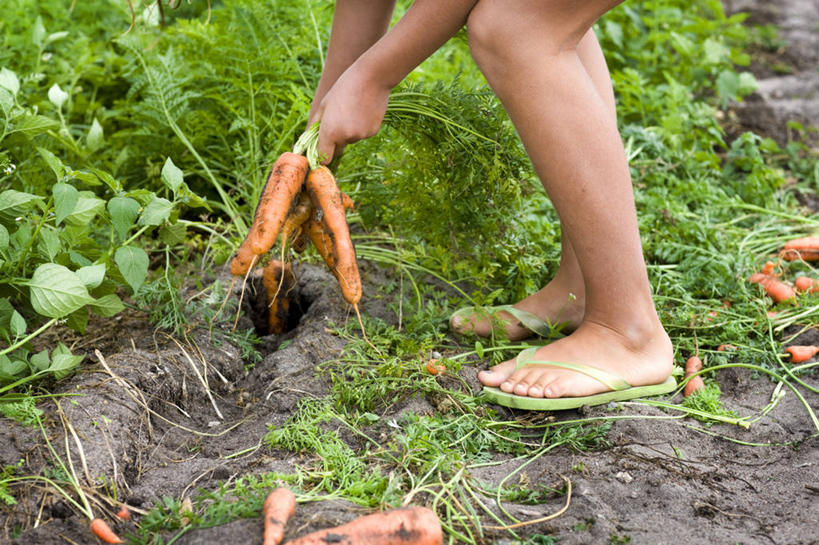 西方人,儿童,一个人,农田,站,蹲,横图,室外,白天,侧面,凉鞋,纯洁,庄稼,农作物,草地,草坪,植物,萝卜,胡萝卜,蔬菜,鞋子,欧洲,欧洲人,仅一个女性,仅一个人,一双,握,阴影,新鲜,光线,影子,食品,草,食物,小孩,绿色,阳光,站着,仅一个小孩,橙色,可爱,童年,童趣,握着,有机食品,绿色食品,拔,童真,烂漫,无邪,天真,女孩,女人,女性,白种人,孩子,红萝卜,甘荀,蹲着,站立,半身,彩图,夹趾拖鞋,人字拖,人字拖鞋,耕地,庄稼田,女生