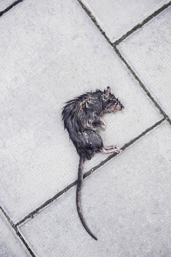 无人,竖图,俯视,室外,特写,白天,道路,路,公路,野生动物,老鼠,细菌,交通,一只,动物,死亡,病菌,传染,四害,殒命,灭亡,马路,耗子,彩图,高角度拍摄,全身